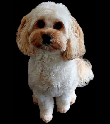 Cavoodle Full Grown