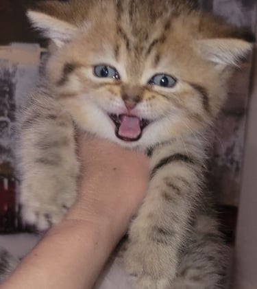 British Shorthair temperament www.prettybrity.com