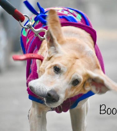 Dog Boarding, Dog Boarding near me, Pet Boarding, Pet Boarding near me, Dog Care, Happy Pettings