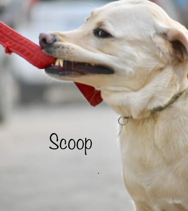 Dog Boarding, Dog Boarding near me, Pet Boarding, Pet Boarding near me, Dog Care, Happy Pettings