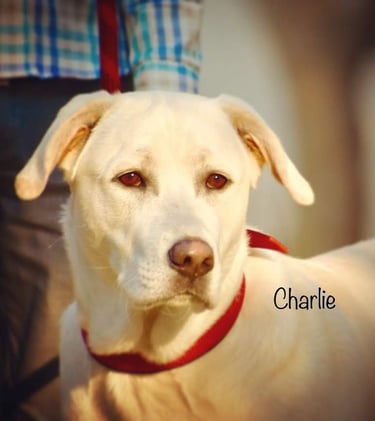 Dog Boarding, Dog Boarding near me, Pet Boarding, Pet Boarding near me, Dog Care, Happy Pettings