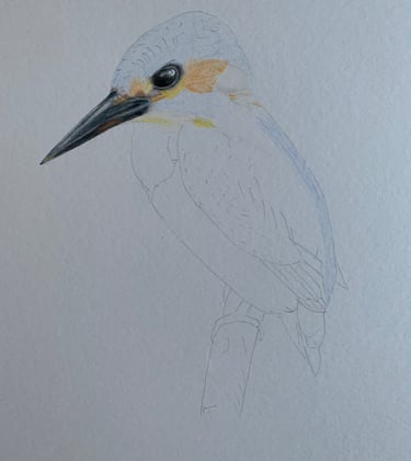 Kingfisher portrait