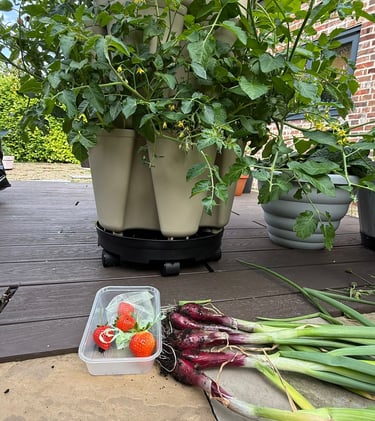 Leafy Luxury – Salads and herbs at your fingertips