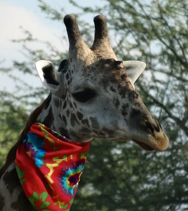 A giraffe wearing a bandana