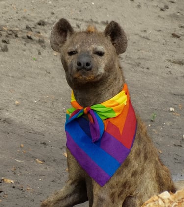 A hyena wearing a bandana