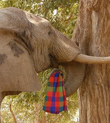 An elephant carrying a Noseknot handkerchief