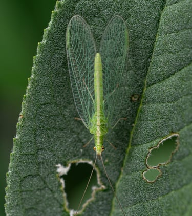 Harmless Lacewing Insect