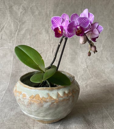 cache pot petit