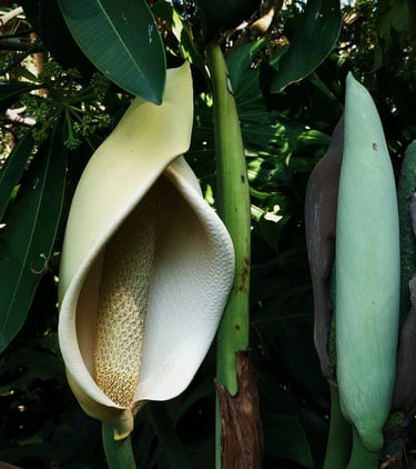 Monstera deliciosa flower (inflorescence) and bud