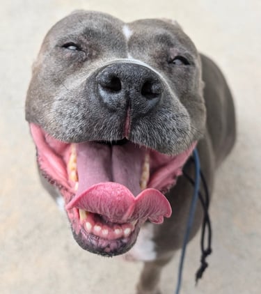 Hailey smiling after a playing in a clean backyard and a long walk