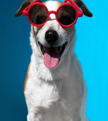 happy Jack Russell Terrier wearing red sunglasses against a bright blue background.