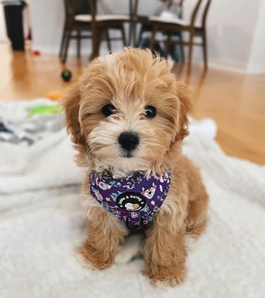 Maltipoo Puppies for Sale