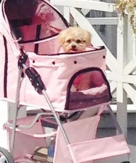 maltipoo-car-travel-and-best-car-seat