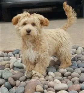 tan-maltipoo-outside-on-rocks+(278+x+310)-min-1920w (1)