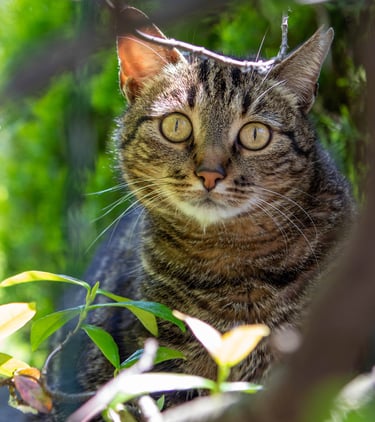 gatto, animali, famiglia