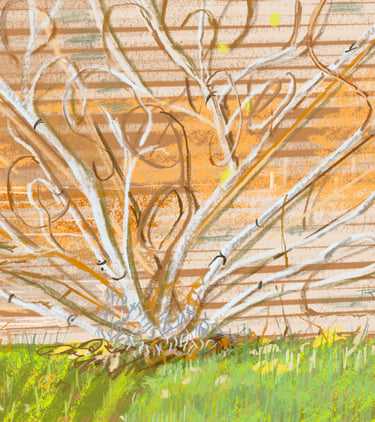 Scotney Castle walled garden - espaliered fig tree - digital drawing