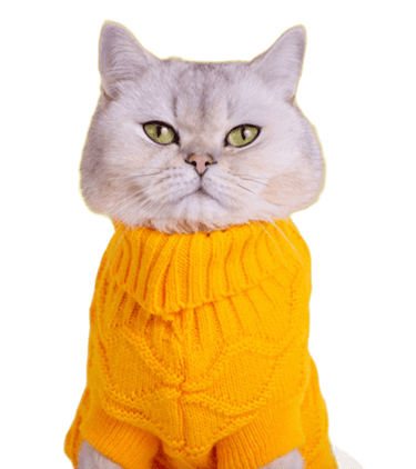 Gatito con suéter amarillo de diseño original para mascotas