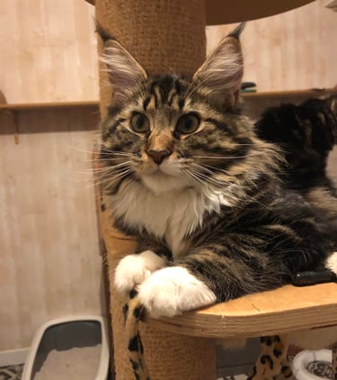 a cat maine coon sitting on a cat tree
