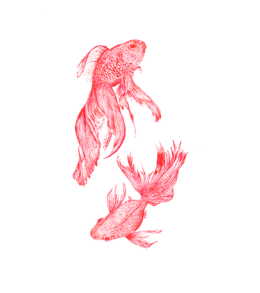 Poissons japonais de couleur rouge dessinés en "DOT"