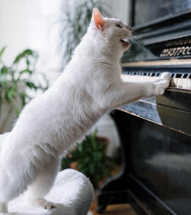 Gatto in casa in un ambiente tranquillo mentre il proprietario è lontano.