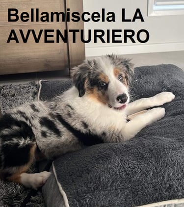 tri blue merle border collie puppies 