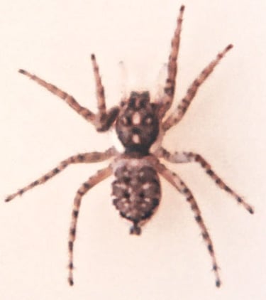 fotografia del cuerpo de una araña saltarina