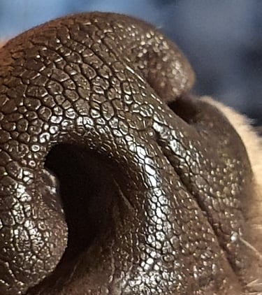 olfaction nosework flair détection recherche