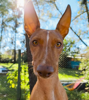 a dog is standing in front of a fence