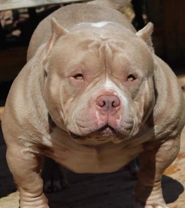 lilac pocket american bully New Zealand