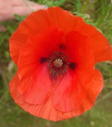 coquelicot cercle de femmes féminin sacré sororité 44