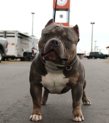 blue pocket american bully New Zealand