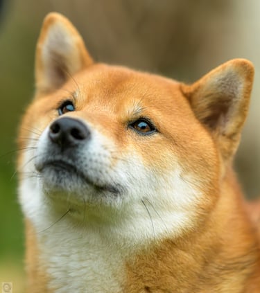 Shiba inu regard intense