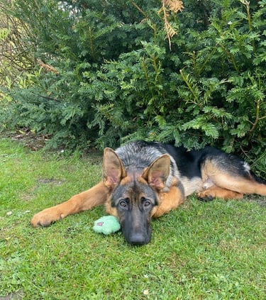 Ziggy the German Shepherd resting in the sun after a walk