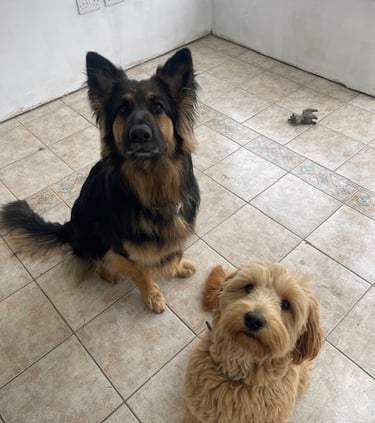Pet Sitting Willow the German Shepherd & Ruby the Goldendoodle