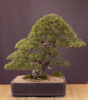 Bonsai coltivato da Massimo Moscato, autore di thriller, sezione L’altro me del sito ufficiale.