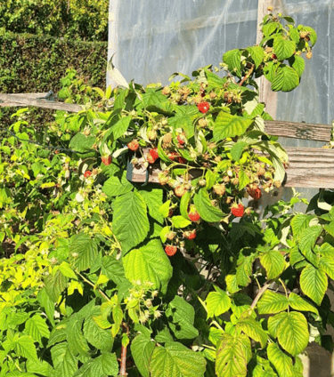 a berry bush with partially unhealthy leaves