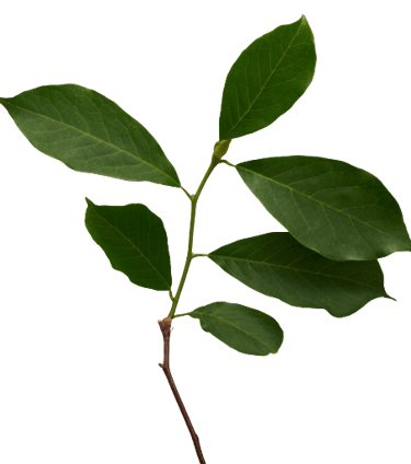 feuilles caroline zdun