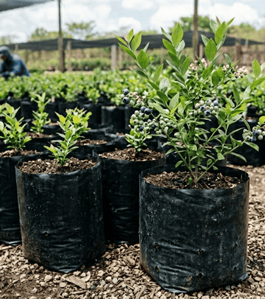 Plantas de arándano azul creciendo en bolsas negras de vivero