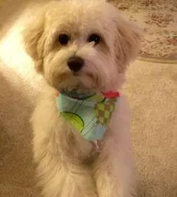 cream-maltipoo