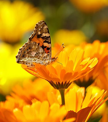 A monarch butterfly sitting on a calendula flower in a garden.