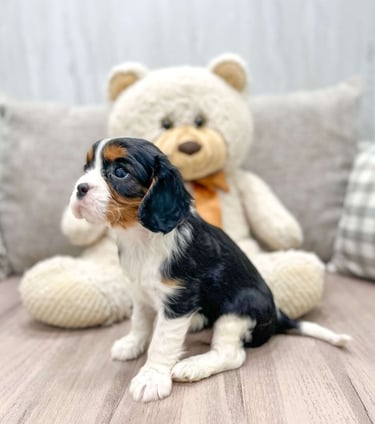 Cavalier King Charles Spaniel Puppies for Sale