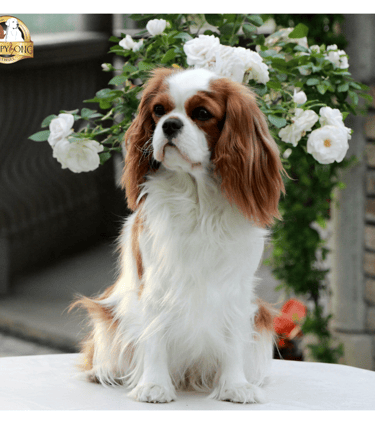 MISTY Cavalier King Charles Spaniel the lovliest female of Sleepysong Kennel enjoing her garden paradise