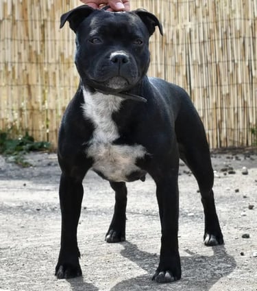 Staffordshire bull terrier pedigree enci fci grecalestaffs sicilia allevamento