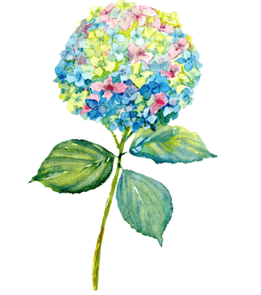 Whimsical hydrangea in watercolor-colorful expression