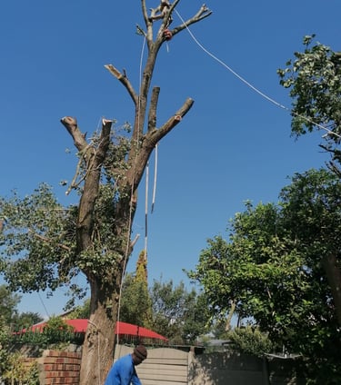 Cutting a big tree, pulling branches with ropes, safely