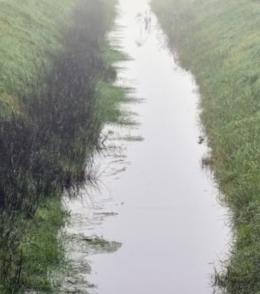 CJR AUDITS Ile de France noue gestion des eaux pluviales