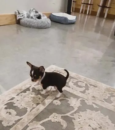 Chihuahua puppy born at Guys Cajun Paws, standing alert on a rug.