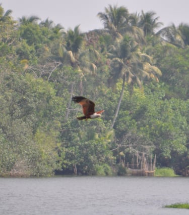 eagle on the waterway at Alappuzha, Kerala, India