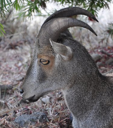 Eravikulam Nationa Park and the Nilgiri tahr goats, Kerala, India