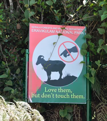 Eravikulam Nationa Park and the Nilgiri tahr goats, Kerala, India